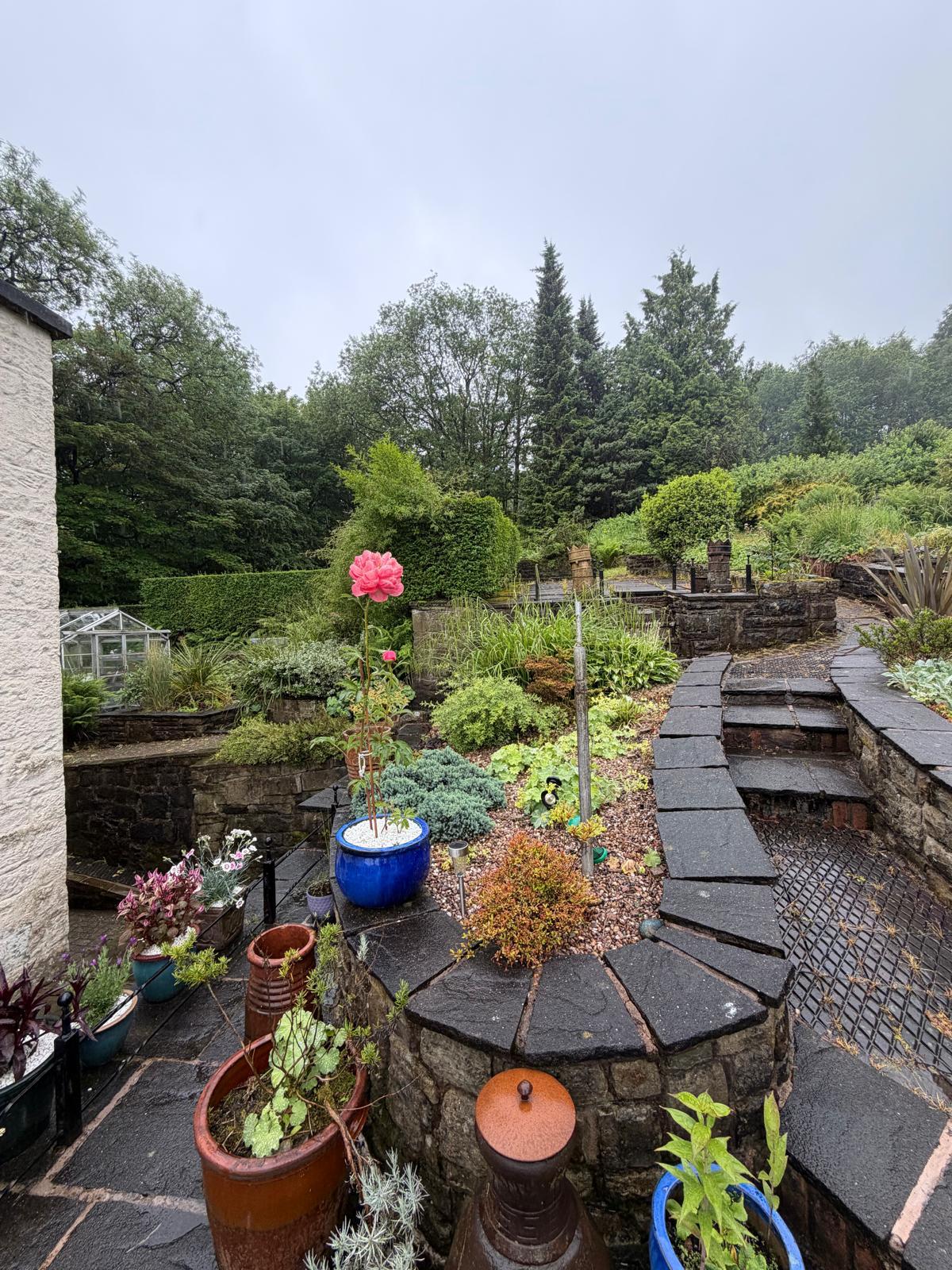Terraced garden path lined with pots and a bright pink rose on a misty day